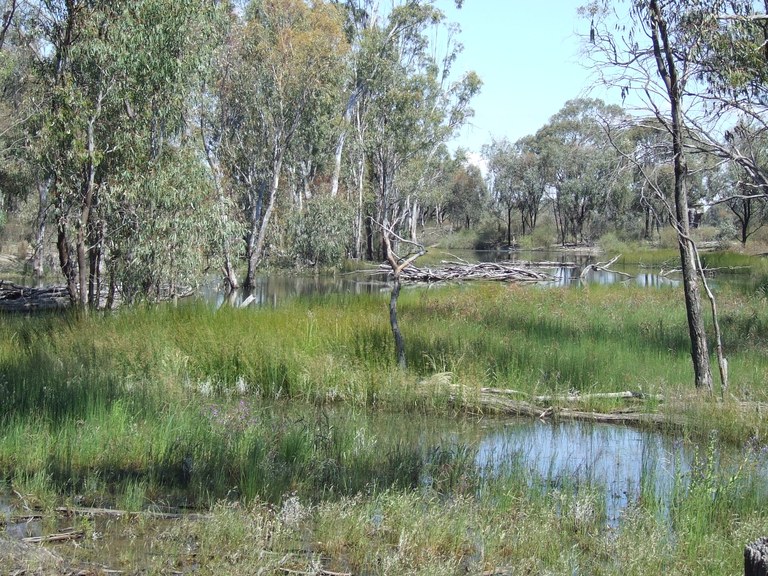 Farm wetland courtsey Jan Thomas