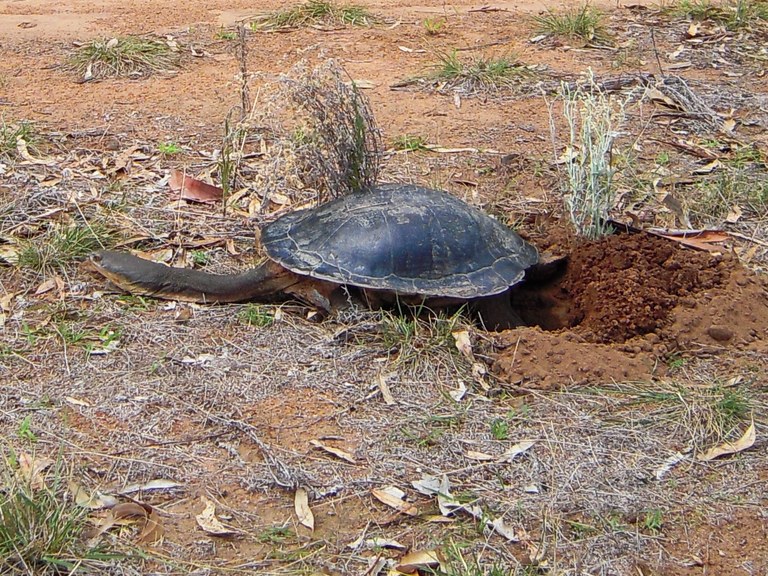 Long necked Tortle photo courtesy Jill Hooper