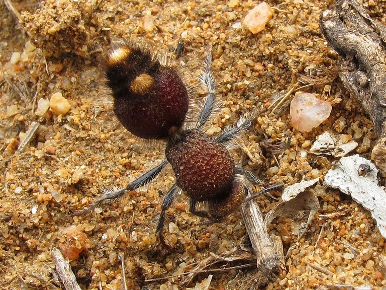 Velvet ant photo courtsey Jill Hooper