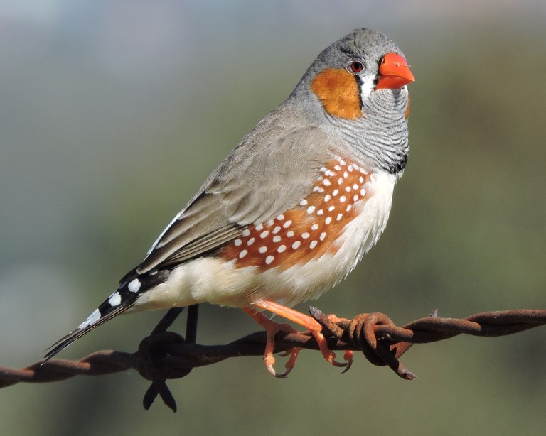 Zebra Finch photo coutsey Michelle Morton