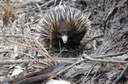 Echidna.JPG