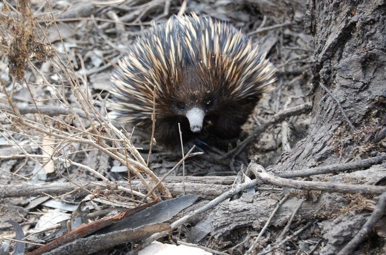 Echidna.JPG