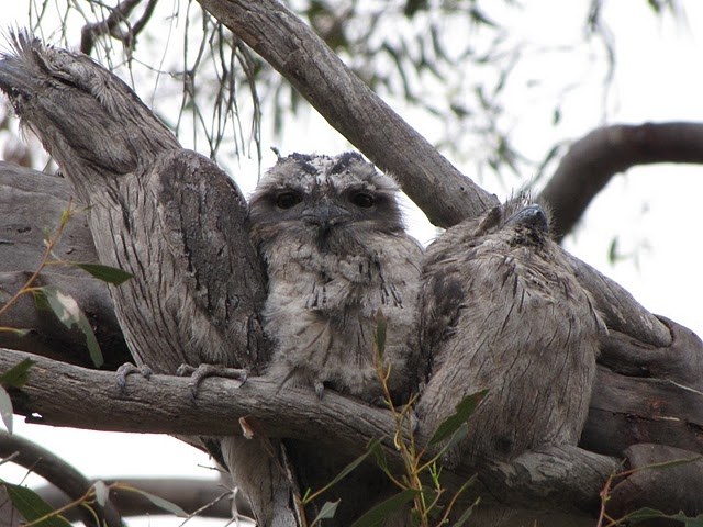 TAWNY frogmouths.JPG