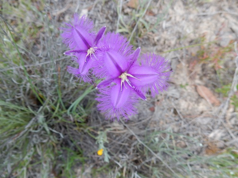 Lerida TSR walk Nov 2017 fringe lily