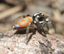 Lerida TSR walk Nov 2017 peacock spider