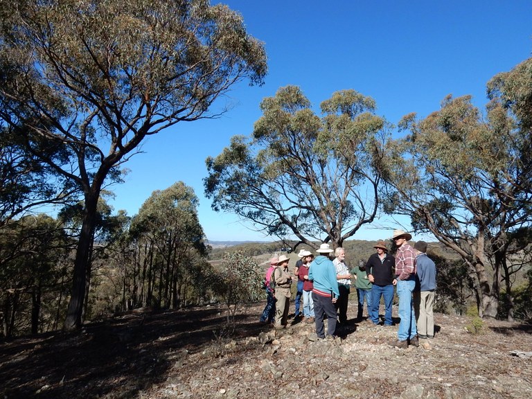 Rugosa property walk May 2016