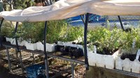 Murrumbateman Landcare Group Community Nursery