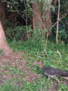 Brush Turkey