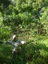 heaps of regrowth beyond the privet edge.jpg