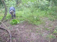 Weeding the privet