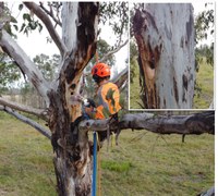 Landcare leading wildlife recovery post-bushfires