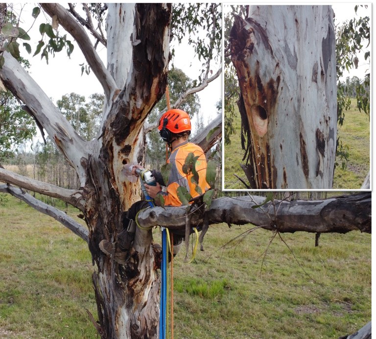 Landcare leading wildlife recovery post-bushfires