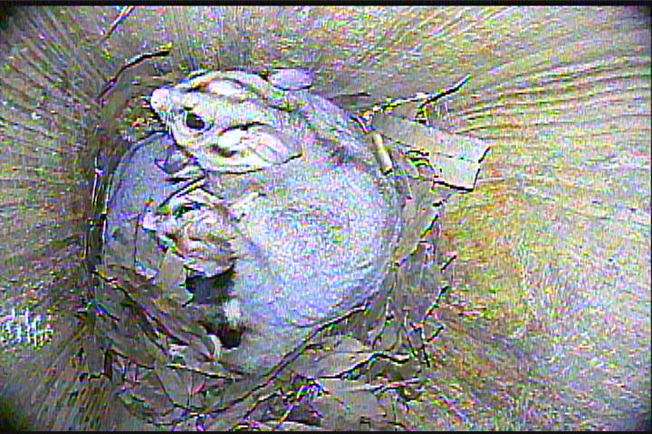 Sugar Glider with babies in a nest box. Image Hastings Landcare.JPG