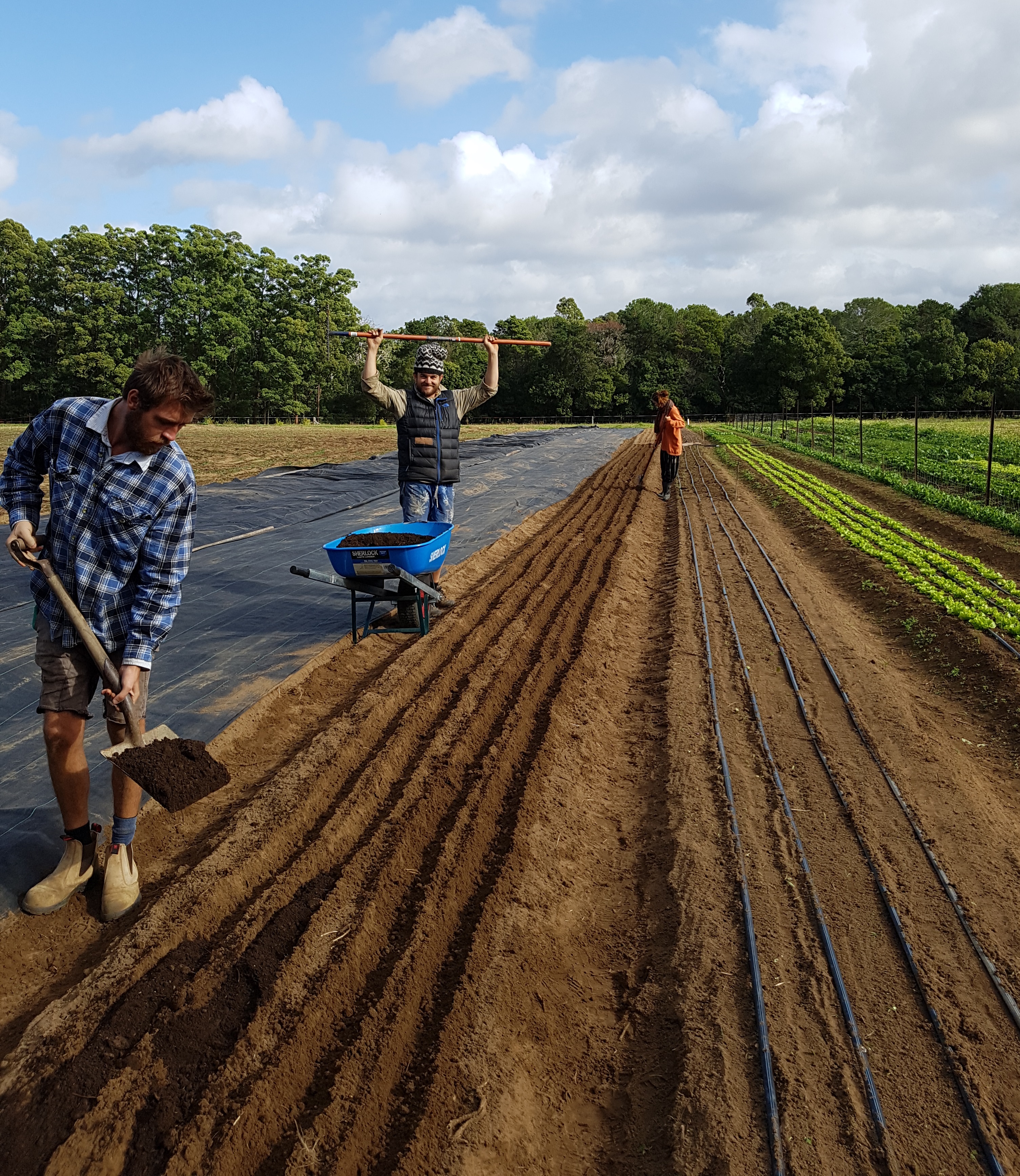 20180514_Spreading compost before planting.jpg