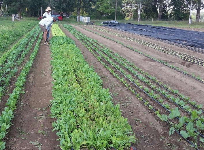 Organic Market Garden Mentoring Program