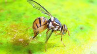 Best practice fruit fly management with Andrew Jessup