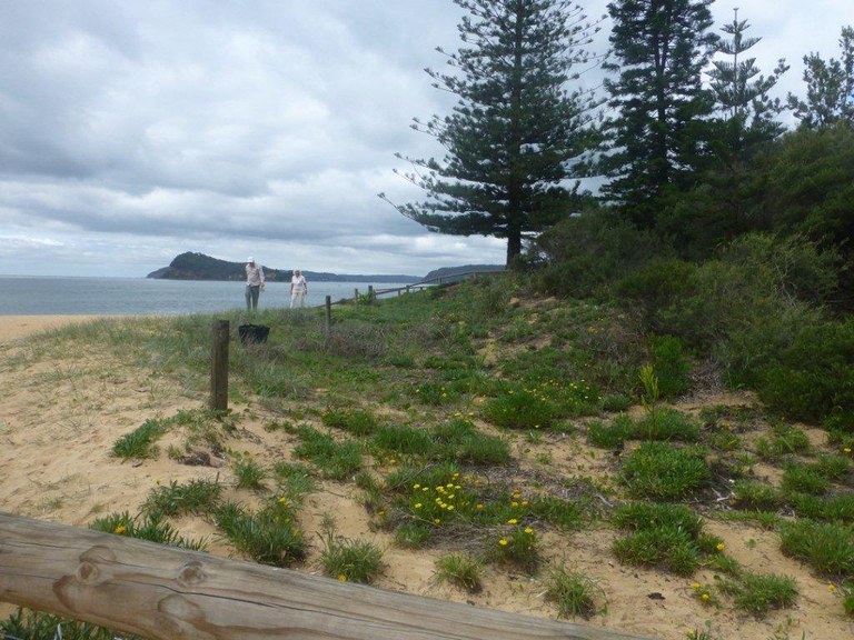 Pearl Beach Bushcare.jpg