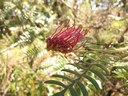 Bahai Temple Mona Vale Rd - Grevillea caleyii and Duffys Forest EEC conservation