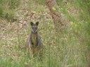 Conserving Pittwater's Natural Environment