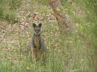 Conserving Pittwater's Natural Environment