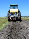 planting saltbush -1.JPG