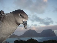 Restoring Eden: The eradication of rodents from Lord Howe Island