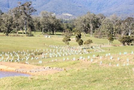 Gully revegetation - Kangaroo Valley