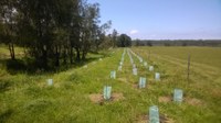 Building the Berry Corridors - Shoalhaven River to Moyean Hill Reserve