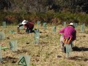 Planting At South Lawson Park Bushcare