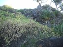 Restoration of Threatened Ecological Communities and Species by Weed Removal at Smoky Cape