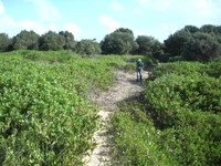 Restore 50 hectares of Dune System and do Follow-Up Weed Control at SWR