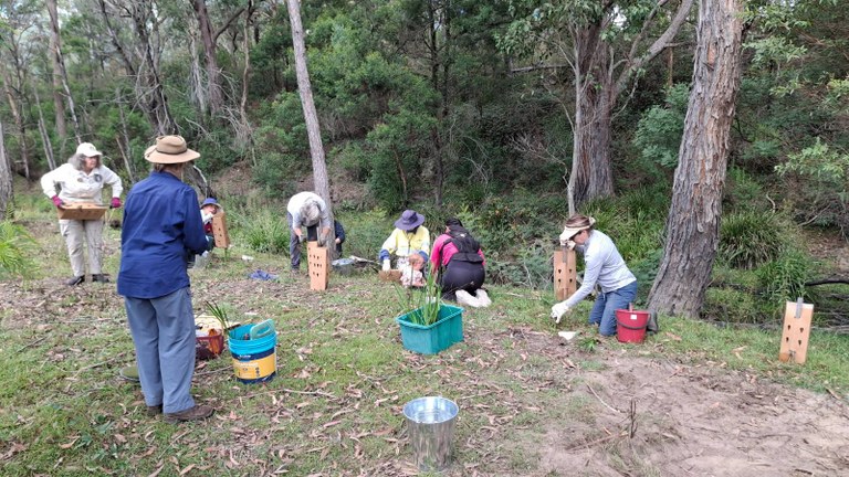 Canyonleigh revegetation planting Canyonleigh revegetation planting