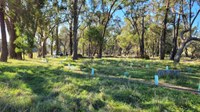 Therapy Walk Planting: Growing Healing Spaces in the Southern Highlands
