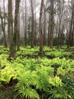 Mt Gibraltar Landcare & Bushcare Group