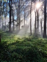 New Day for Gib Bushcare Group