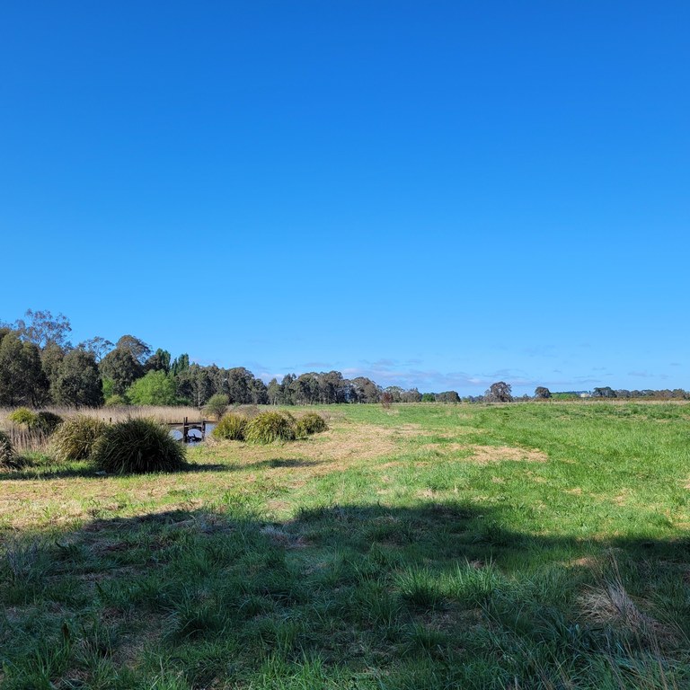 PINAROO PLANTING DAYS