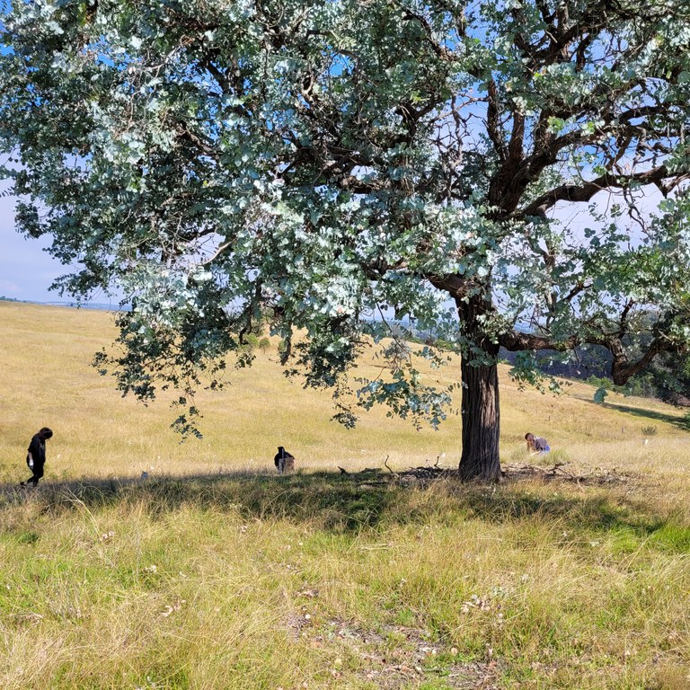 Southern Highlands Koala Conservation Project (SHKCP) planting day