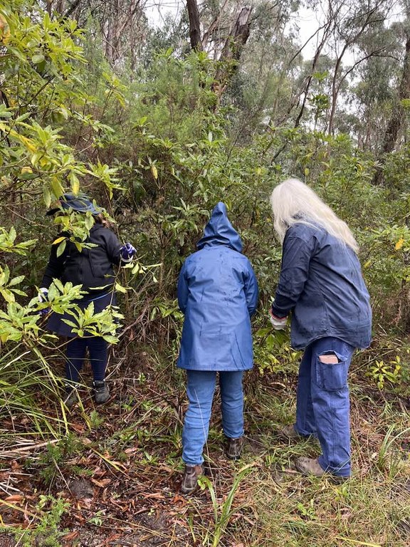 Supporting Local Guides to manage Pittosporum