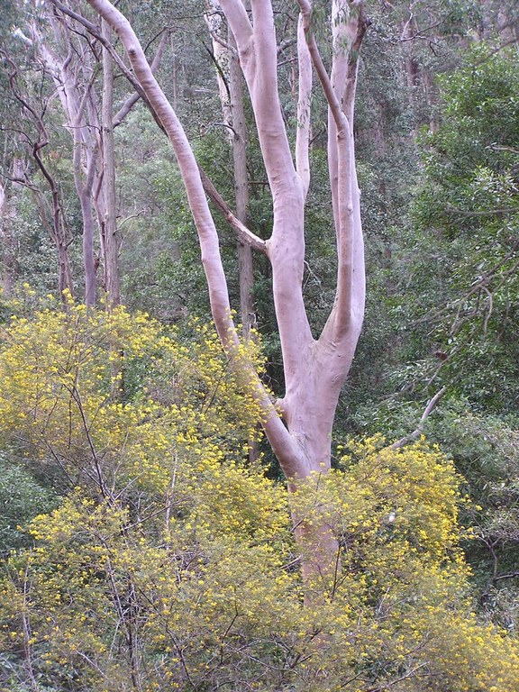 AngopheraWattle.jpg