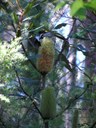 Banksia.jpg