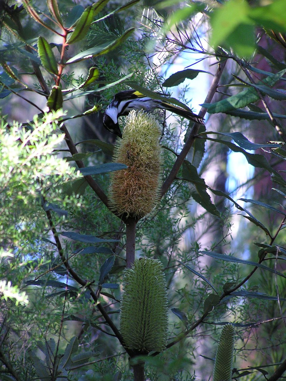 Banksia.jpg