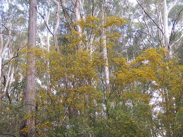 GumWattle.jpg