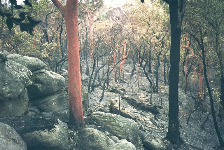 bushfire.jpg