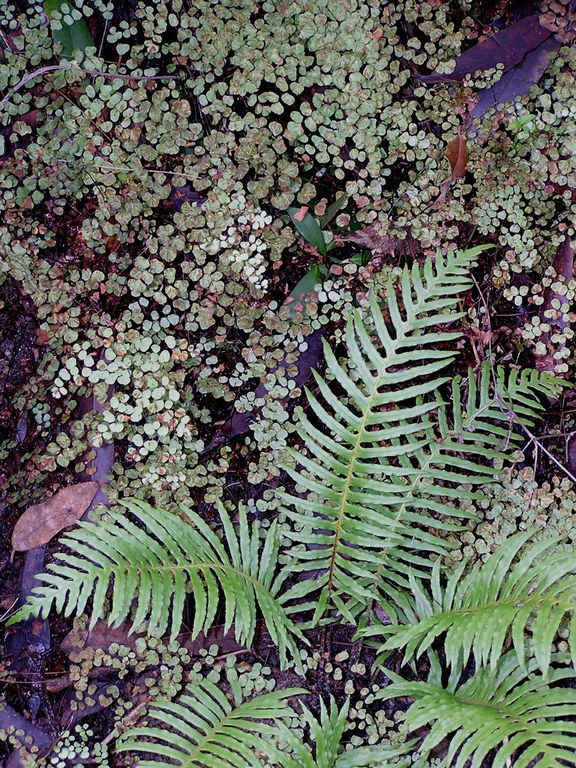 ferns.jpg