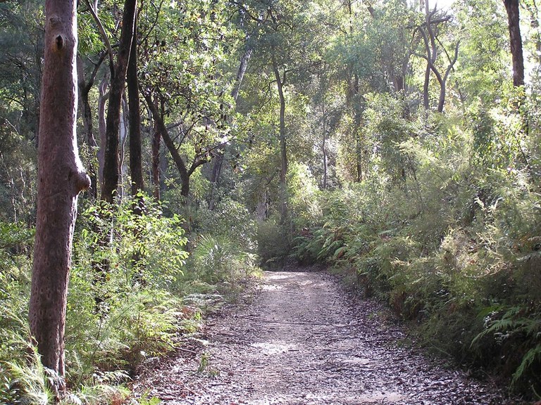 Track through the bush