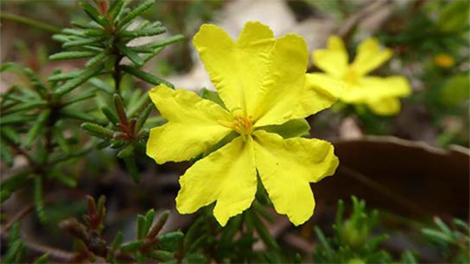 Talk: Julian's Hibbertia: A Little Plant Unique to Sydney