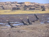 Walk around Long Reef