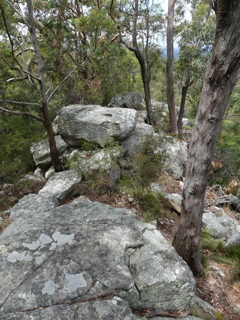 Walk: Watagans Forest