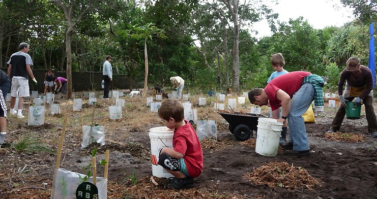 2011  littoral rainforest extention planting beside the bikepath.JPG