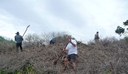 Clearing dead Bitou Bush for revegetation July 2012.JPG